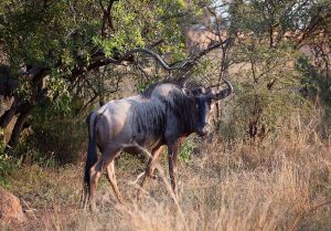 Wildlife Photography - Mangwa Valley Lodge