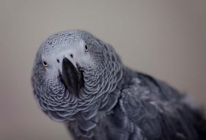 Wildlife Photography UK