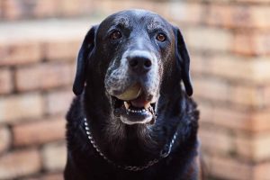 Dog Portrait Photos - Lifestyle