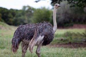 Wildlife Photography UK