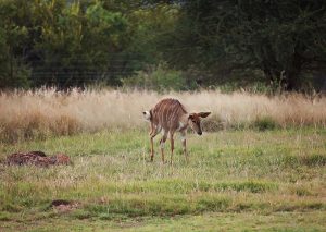 Wildlife Photography - Mangwa Valley Lodge