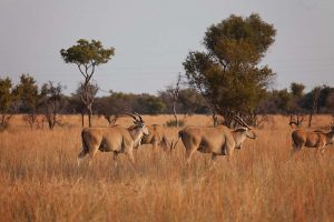 Wildlife Photography - Mangwa Valley Lodge