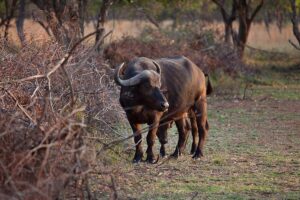 Wildlife Photography - Mangwa Valley Lodge