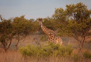 Wildlife Photography - Mangwa Valley Lodge