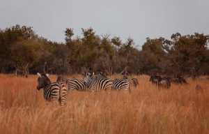 Wildlife Photography - Mangwa Valley Lodge