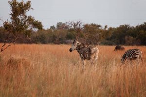 Wildlife Photography - Mangwa Valley Lodge