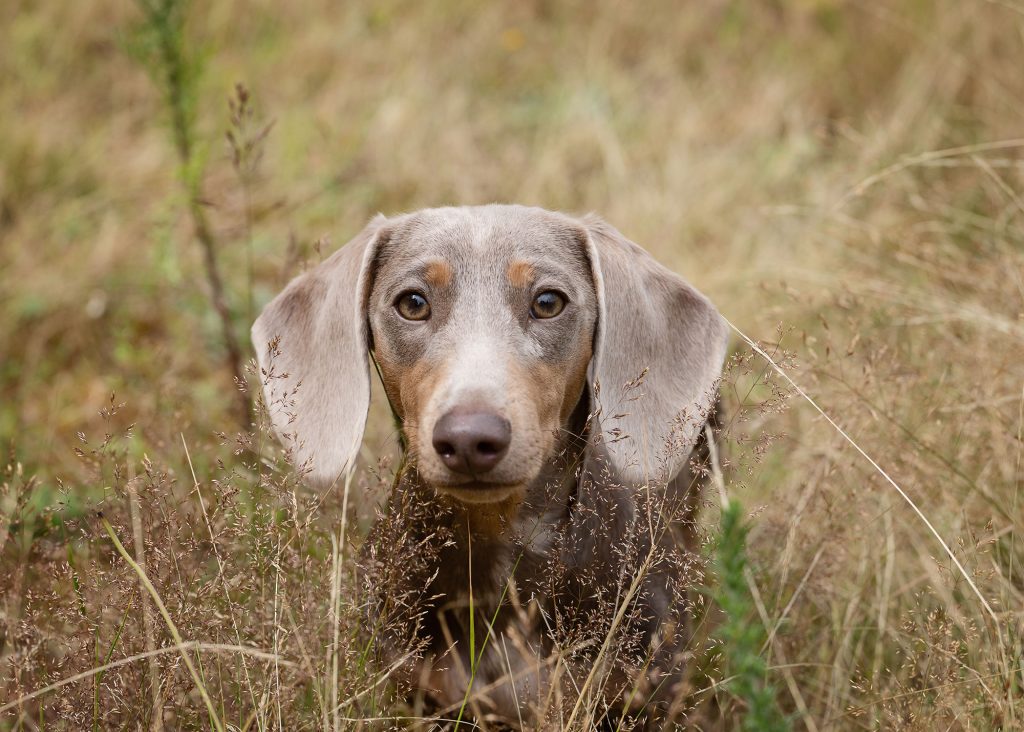 Pet photographer hampshire