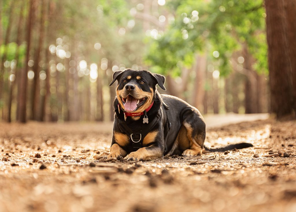 Pet Photography Hampshire