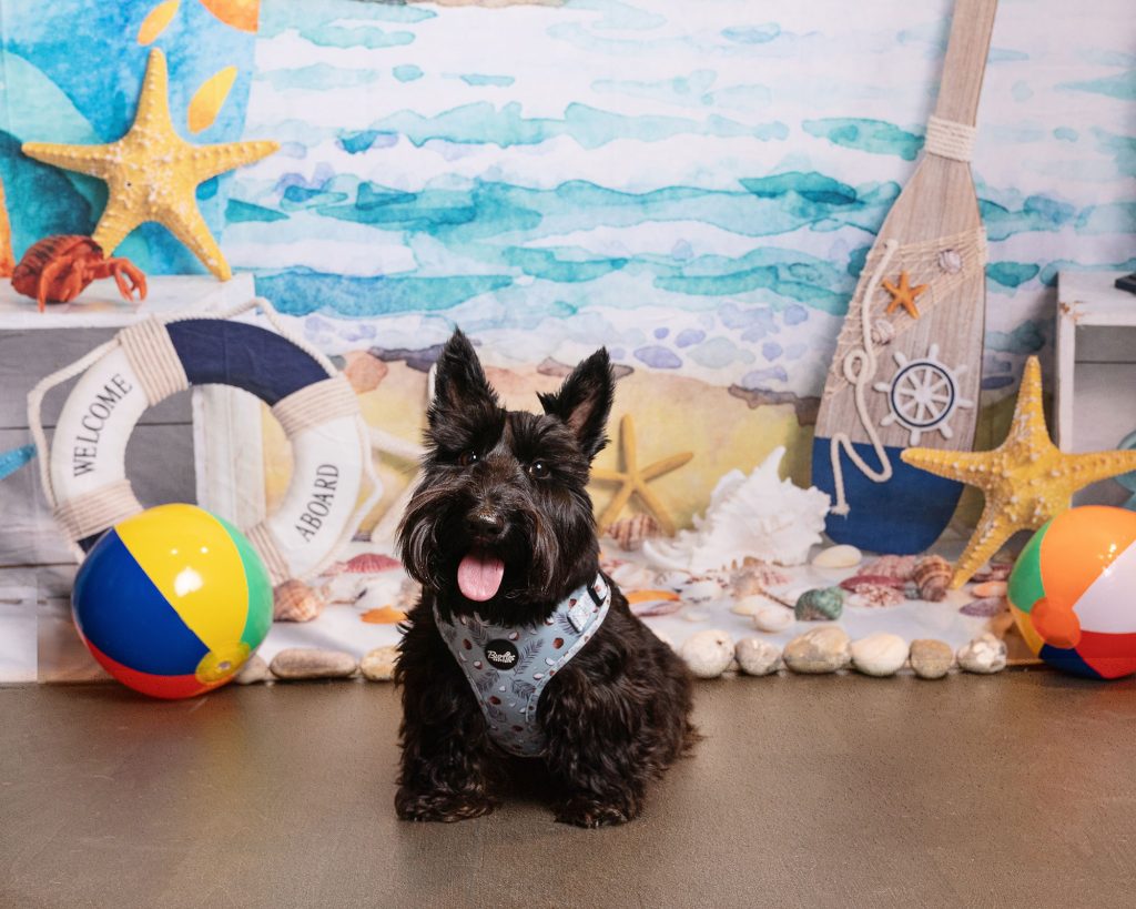 Pet Photography Hampshire