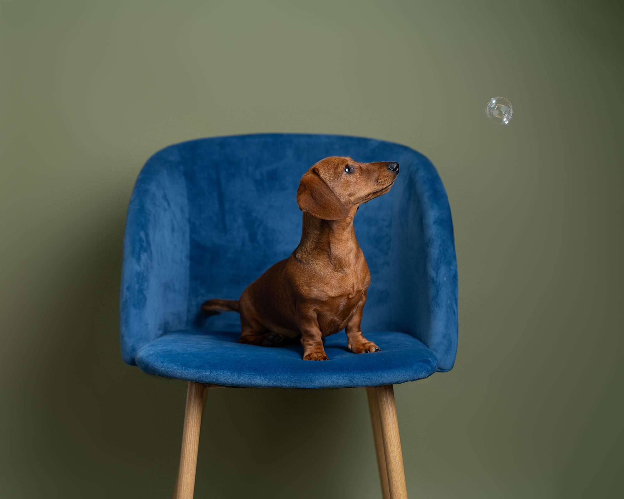 Pet Photography Hampshire