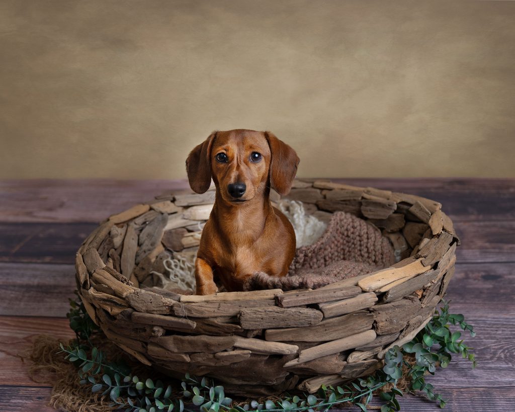 Pet Photography Hampshire